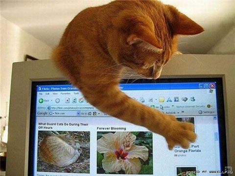 Кіт веб-майстер